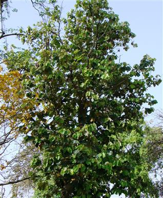Pterospermum acerifolium